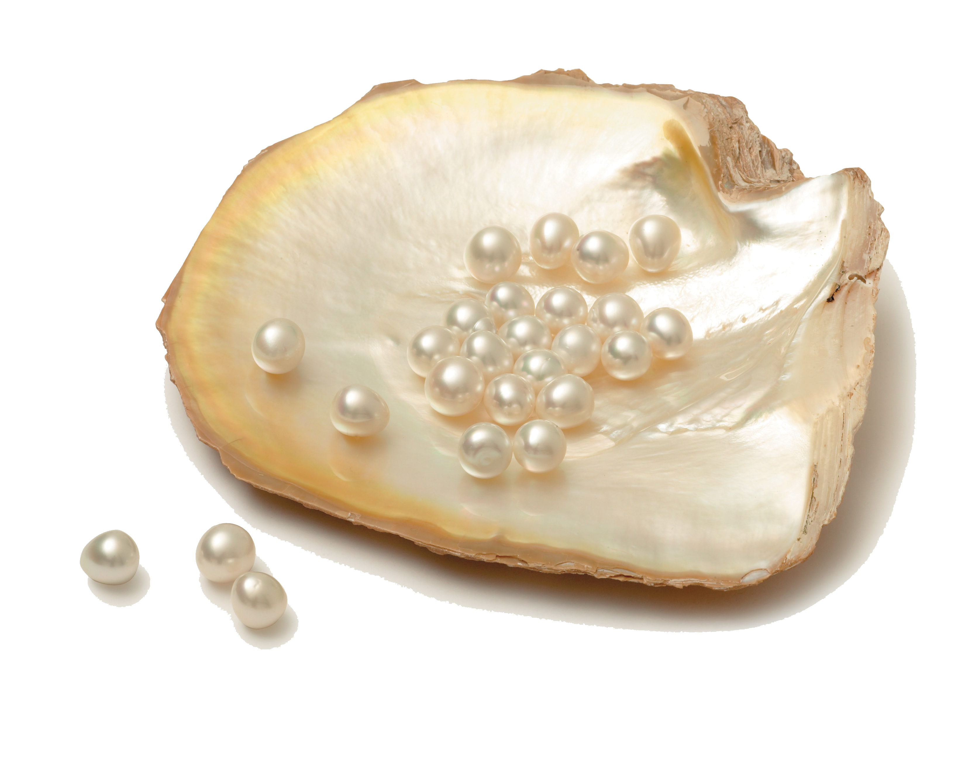 PEARL SHELL 2